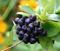 Pomi fructiferi - Plante Afine Siberiene