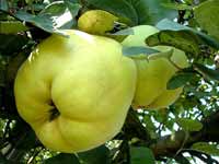 Pomi fructiferi -  GUTUI leskovac