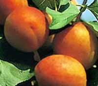 Pomi fructiferi -  CAISE UNGARIA BEST