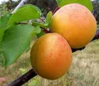 Pomi fructiferi - CAISE NEW JERSEY