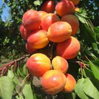 Pomi fructiferi -  CAISE NOVOSADSKA GEN
