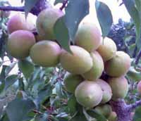Pomi fructiferi -  CAISE ROXANA