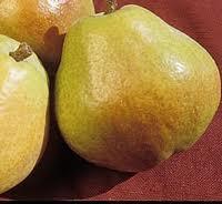 Pomi fructiferi  PERE Kiferov Sejanac