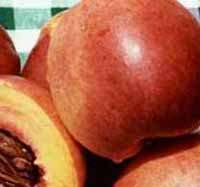 Pomi fructiferi -  NECTARINE FANTASY