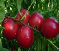 Pomi fructiferi -  NECTARINE KALEZI