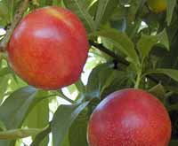 Pomi fructiferi -  NECTARINE FOC DE MAI