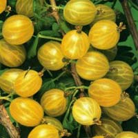 Pomi fructiferi - Plante Agrise