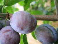 Pomi fructiferi PRUNI - BLUEFREE