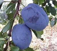 Pomi fructiferi - PRUNI CACANSKA BEST
