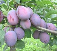 Pomi fructiferi -  PRUNI CACANSKA TIMPURIU