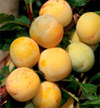Pomi fructiferi PRUNI - CORCODUS RUSESC