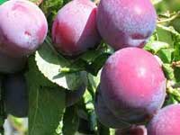 Pomi fructiferi -  PRUNI RUTGESTETER