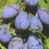 Pomi fructiferi -  PRUNI CV ( STANLEY )