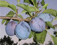 Pomi fructiferi PRUNI - TIMOCANKA