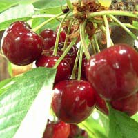 Pomi fructiferi CIRESI - STELLA